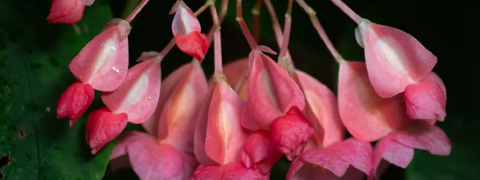 Pink flowers in the Aviary
