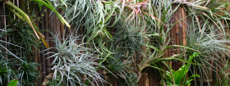 Living wall in the Aviary
