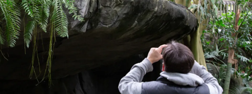 Rock ledge in Aviary