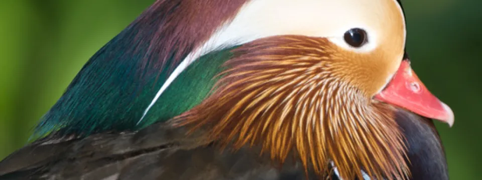 Mandarin Duck Male in the Aviary.