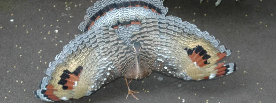 A bird on the pathway of the Zoo's aviary. Wings are spread wide in a display.