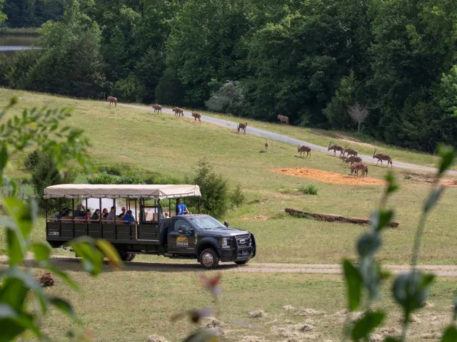 Zoofari truck driving through the Watani Grasslands habitat that consists of a large open field and rolling hills which is the perfect environment for the Bongos that are seen grazing in the background.