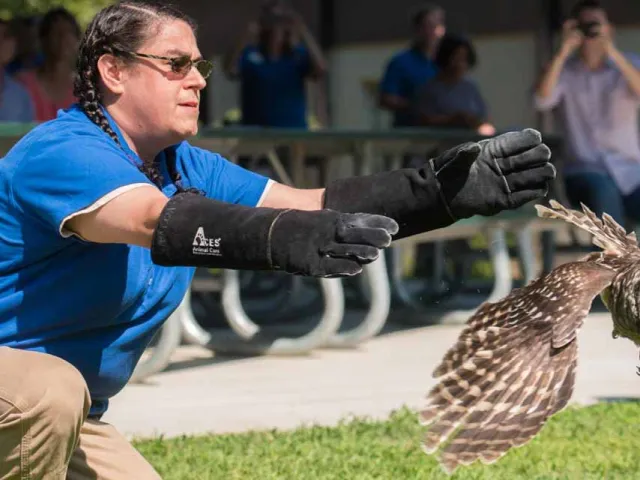 A woman with long braids wearing a blue NC Zoo uniform and elbow length bird handling gloves kneels on the grass near a picnic shelter as she releases a small brown Barred Owl into the air.