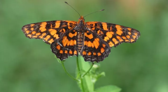 A butterfly displaying vibrant black and orange wing patterns perched delicately on a flower.