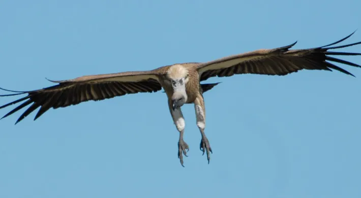 Whitebacked vulture in flight with its wings widespread and legs hanging down as it swoops toward the camera.