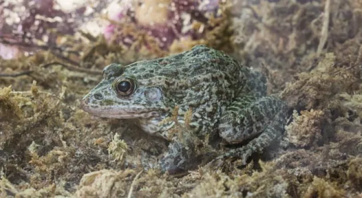 Carolina gopher frog