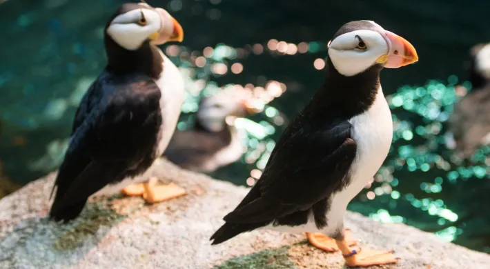Two horned puffins pose on a rock while two more paddle serenely in a sparkling pool at Rocky Coast.