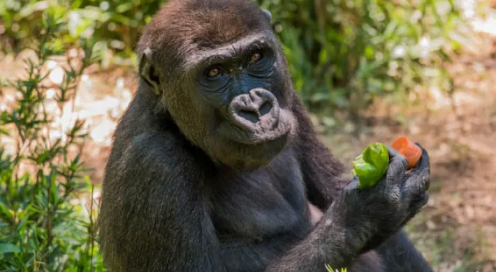 A smaller Gorilla sitting on the ground amongst shrubs and grass, eating some fruit.