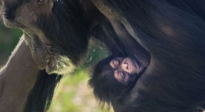 A close up profile view of Chimpanzee mother Gerre carrying newborn baby at North Carolina Zoo.