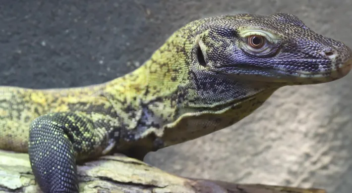 A Komodo dragon, a large monitor lizard with rough, mottled gray, black, and yellowish skin, rests its scaly body on a textured surface that appears to be a log or rock. The background is a blurred mix of gray and brown, suggesting a large rock.