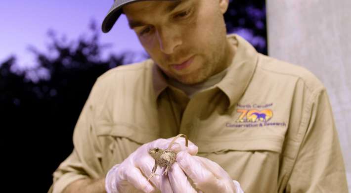 Dustin Smith holding Puerto Rican crested toad