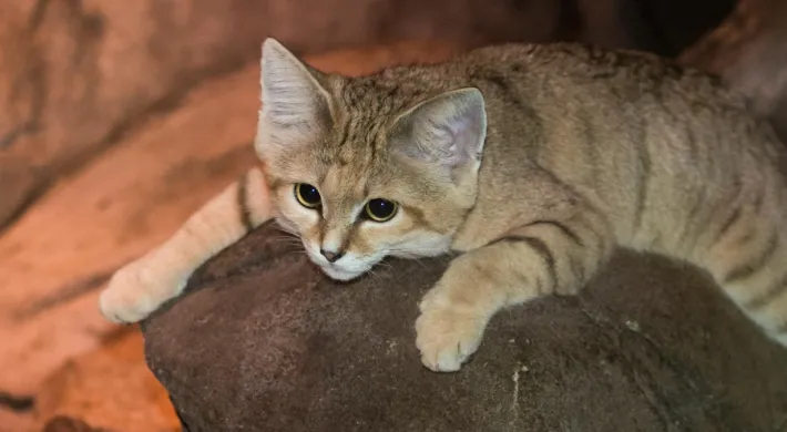 An up-close view of a Sand Cat on a rock. The cat has a light tan coat, large pointed ears, and is laying flat on its stomach with its legs splayed out. The background is a mix of rock formations.
