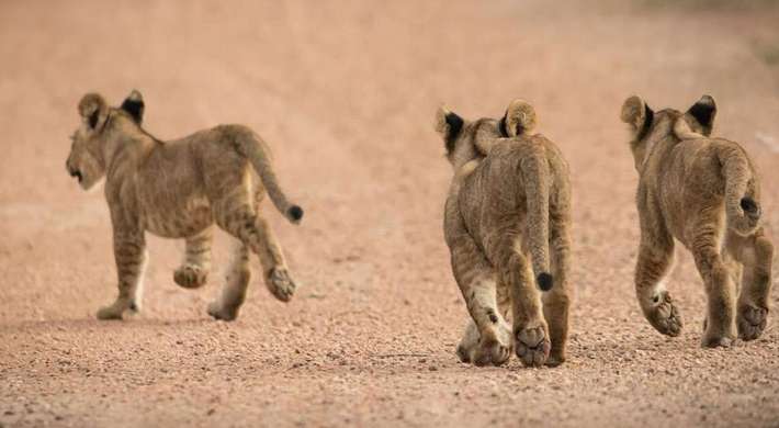 Kafue lion cubs