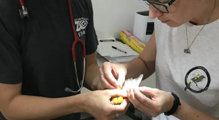 Two light-skinned people are attending to a small yellow bird. One person, wearing a black shirt with a zoo logo and a stethoscope, is holding the bird. The other person, wearing a white shirt and a headlamp. The bird appears to be receiving care, possibly blood collection.