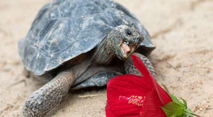 Galapagos tortoise eating hibiscus flower