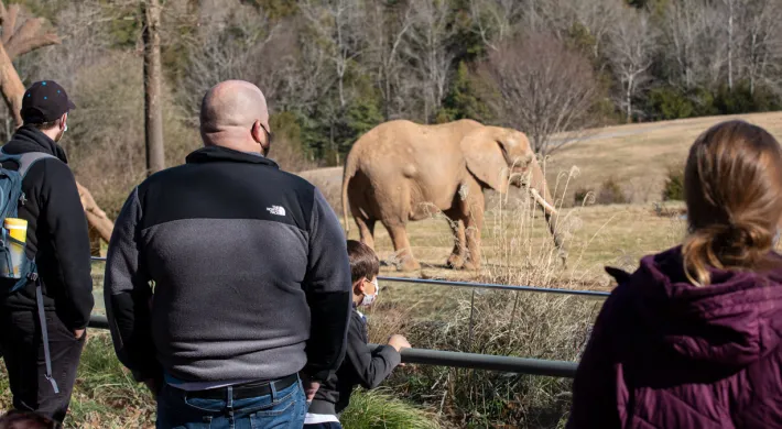 Guests at elephant habitat in winter