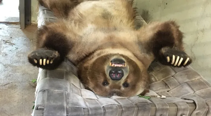 Grizzly Bear Has a New Home at North Carolina Zoo | North Carolina Zoo