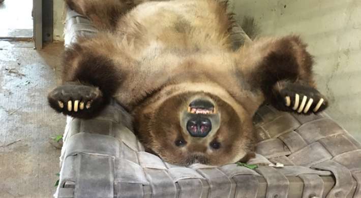 Tommo grizzly bear laying on his back