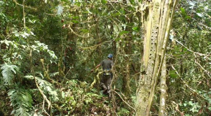 A person surveying the trees, wearing a blue hard hat, dark shirt, and dark pants with a harness walks through a dense, green forest. The undergrowth is lush with ferns and various leafy plants. To the right, a tall, light-colored tree trunk stands prominently. 