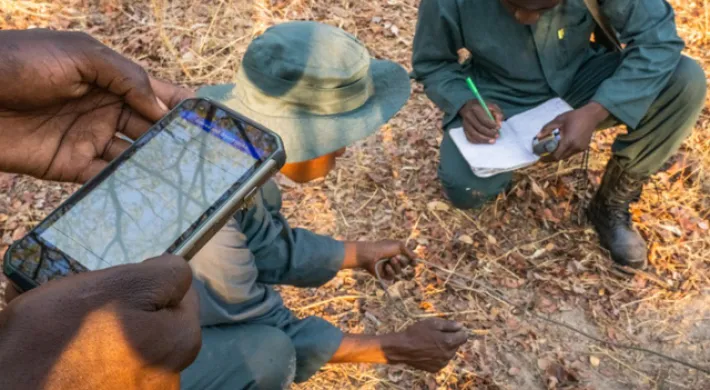 Kafue rangers find a snare on SMART patrol