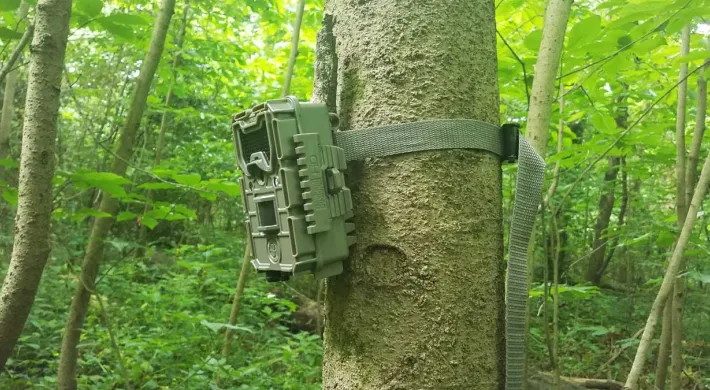 A square, green box containing a trail camera is strapped to a tree trunk in the midst of a dense forest.