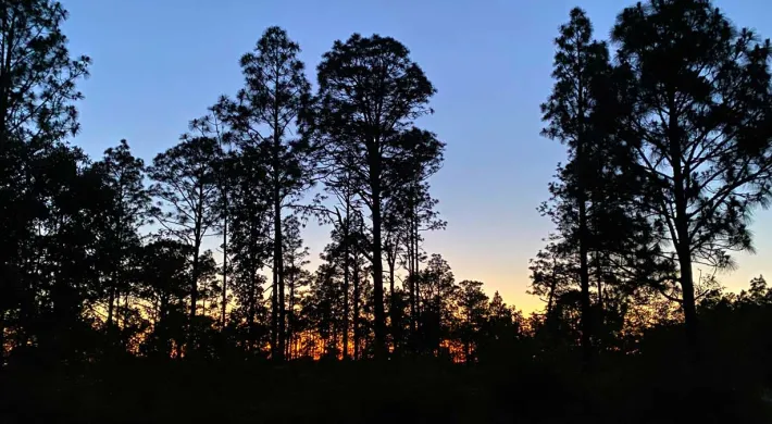 A panoramic view of a pine forest at sunset. The dense forest is dark and shadowy against the backdrop of the blue sky darkening and fading orange near the horizon line as the sun sinks lower.