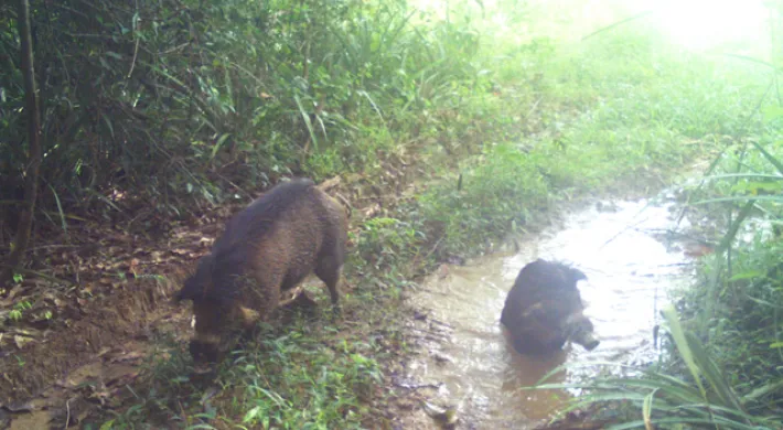 Two Visayan Warty Pigs walking on a path through a dense green forest. They are furry, black and have prominent tusks. The one on the left appears to be eating from the ground, while the one on the right is wading in a large mud puddle.