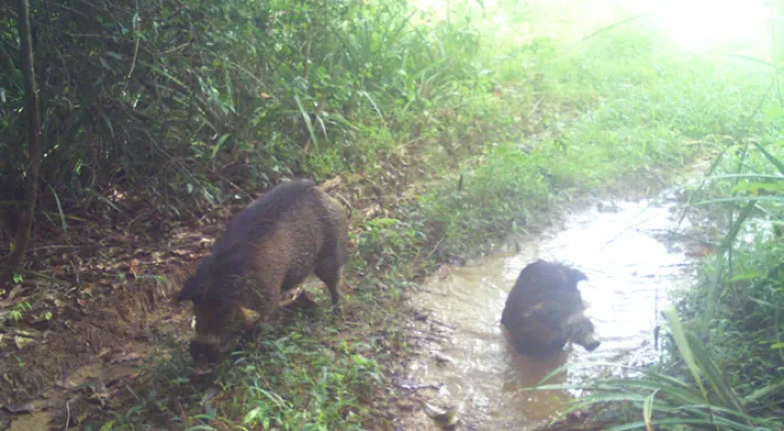 remote camera trap images of Visayan warty pigs