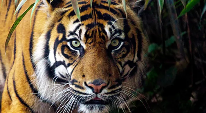 Staring right into the majestic face of a Tiger, with its piercing green eyes and distinctive orange fur with black stripes. There are tufts of white fur around its jowls and ears and it is standing in a lush, tropical forest.