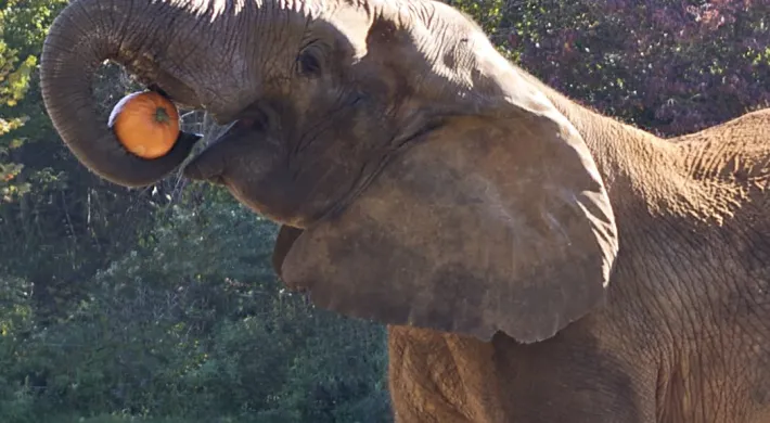 A profile view of an elephant standing in a field, hoisting a large pumpkin up to its mouth with its trunk, its head it slightly angled upwards. There are lush green trees in the background.