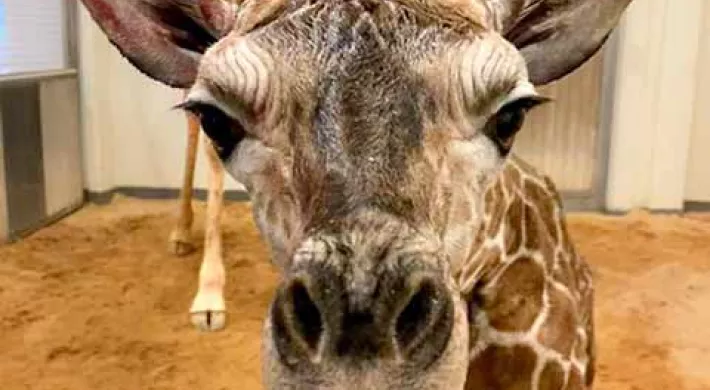 A baby giraffe stands in what appears to be a room with white walls, large wooden doors, and a sandy floor. It is extending its neck out to get a closer look at the viewer, giving a close up look at its long ears, and soft brown muzzle. An adult giraffe body from the shoulders down is visible in the background behind the baby.