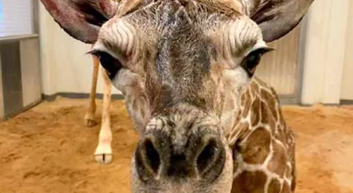 Giraffe baby face close up 