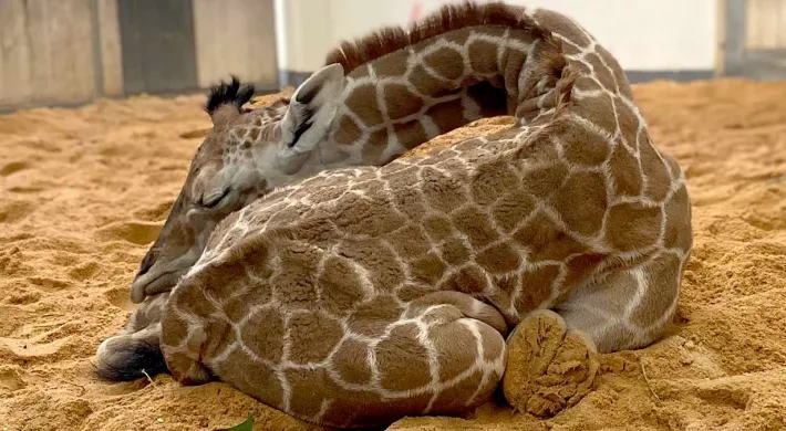 A baby giraffe lies curled up and sleeping on the sandy ground, with its head tucked around towards its tail. It appears to be inside a room with white walls and large wooden doors.
