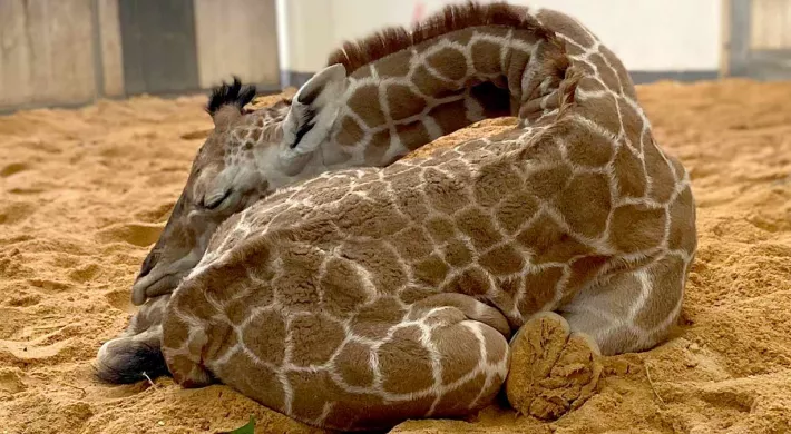 Giraffe baby curled up