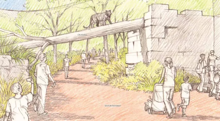 A drawing of the proposed Tiger habitat in Asia at the North Carolina Zoo, depicting people walking on a path, surrounded by native plants and a building structure. A large log crosses above the path and a tiger is seen walking from one side to the other.