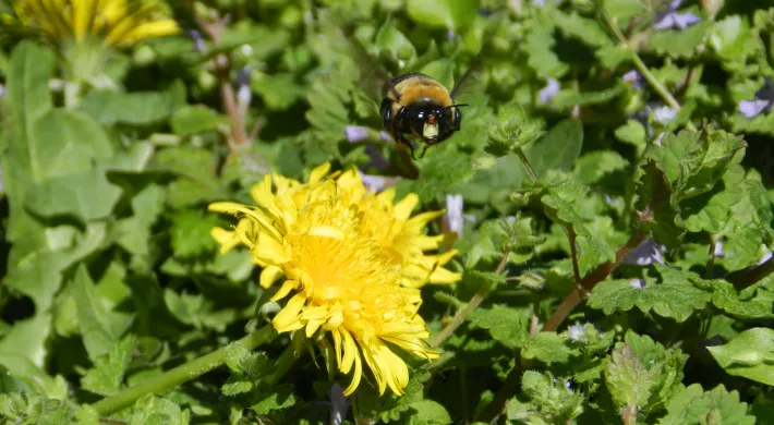 earth-day-2022-dandelion-and-bee