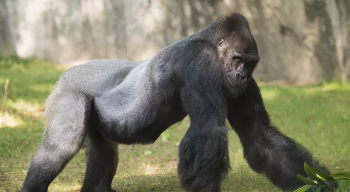 Gorilla Mosuba