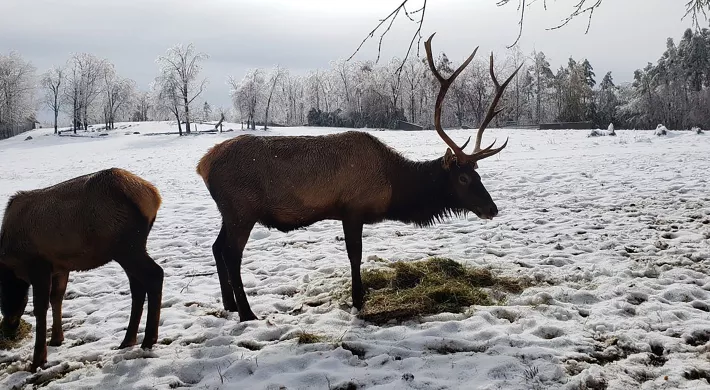 winter with us elk