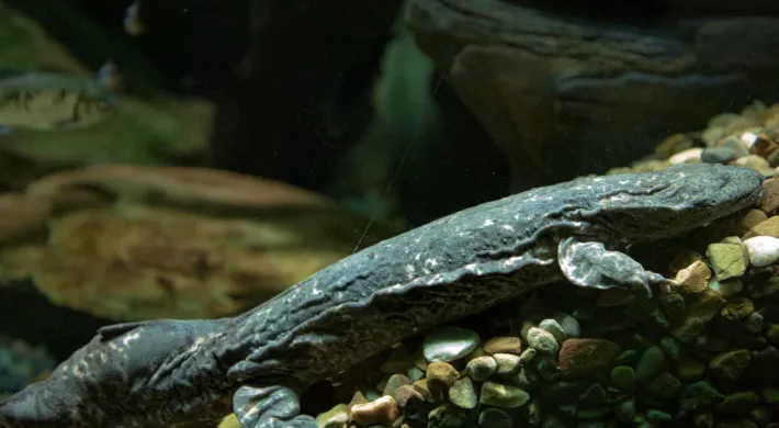A mottled brown Hellbender salamander underneath the water nestled amongst the rocks on the river floor.