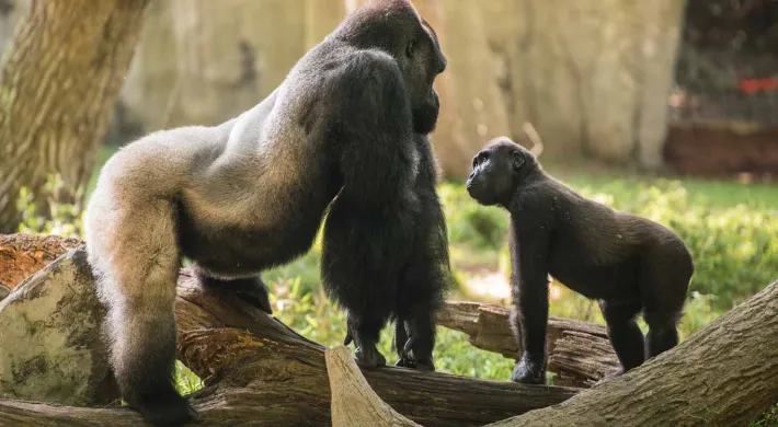 An adult Gorilla standing on all fours atop a log, staring down at a baby Gorilla who is in front of him, staring upwards. They are surrounded by other logs in a grassy area, likely a zoo habitat.