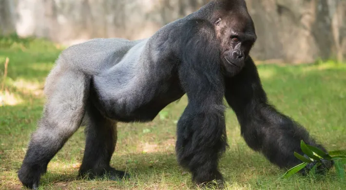 A large Gorilla walking on its strong arms and legs towards the right through a grassy field. A tall, rocky wall is visible behind it.