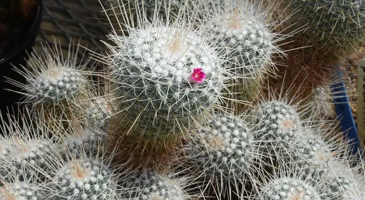 A zoomed in view of a cactus made up of small, green, spike covered balls growing in a cluster together. 