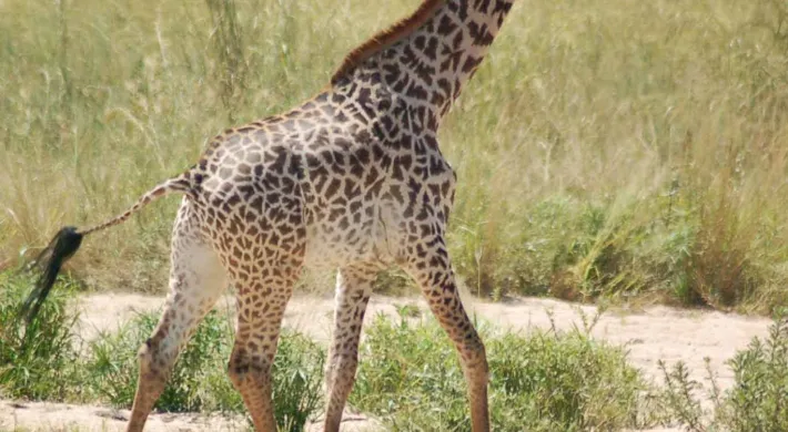 A baby Giraffe appears to be running through the tall grasses of a savanna. It is facing away from the viewer, showcasing its long neck, brown and tan patterned skin, and its long tail with a small tuft of hair on the end.