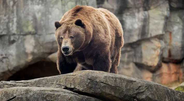 Large brown Grizzly Bear with small, rounded ears and a long snout, lumbering up onto a rock ledge on all fours. There is a large rock wall visible in the background.
