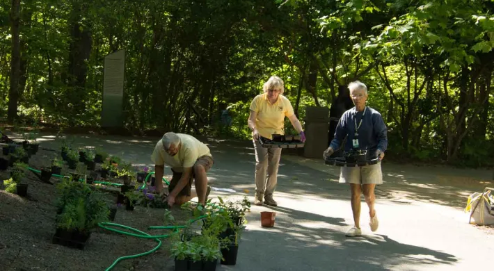 A group of three adults, two of which are standing and holding trays of plants. The third person is crouched on the ground, surrounded by plants with purple flowers in black pots, seems to be watering on of them with a long green hose. They are in a wooded area on a paved path.