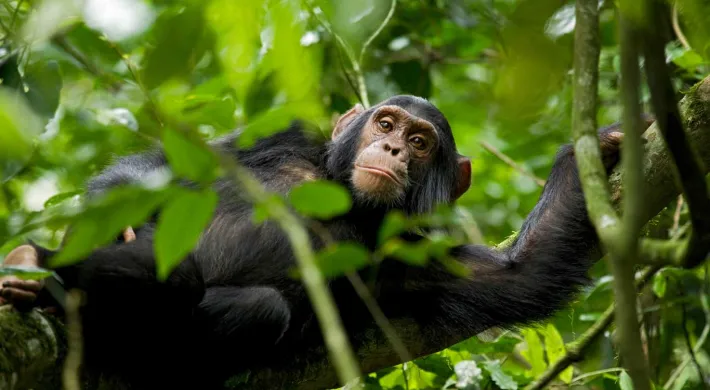 A medium-sized Chimpanzee leaning over onto a branch, looking down at the viewer from the tops of the trees, surrounded by lush green leaves.