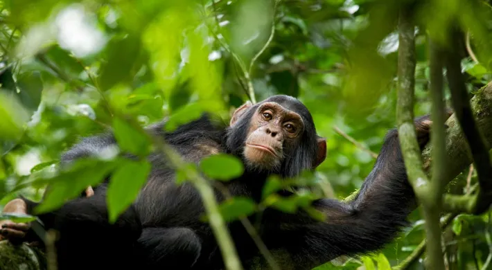 A medium-sized Chimpanzee leaning over onto a branch, looking down at the viewer from the tops of the trees, surrounded by lush green leaves.