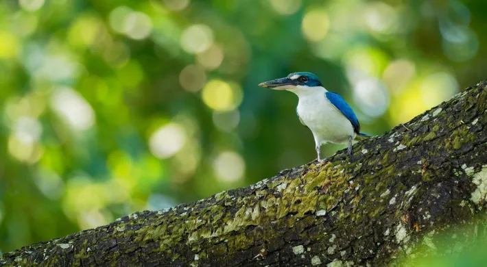A vibrant White-Collared Kingfisher, with iridescent blue wings and a white belly, is perched on a mossy tree branch. Its dark beak points to the left. The background is a soft blur of bright green foliage.