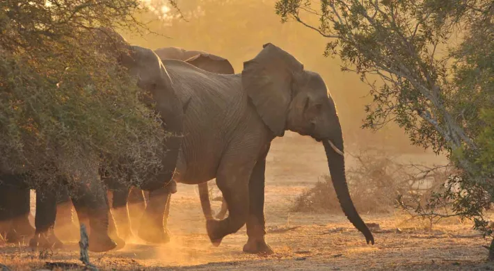Three Elephants kicking up dust in a large, open savanna with trees sprinkled in the foreground and background. The orange glow suggests that it is sunset.