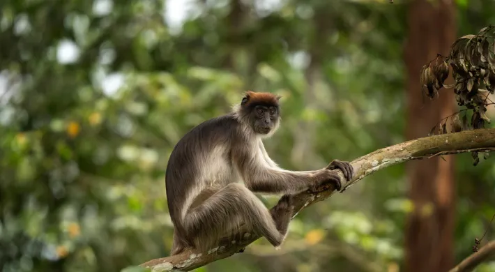 Red Colobus Monkey sitting on a branch in a dense forest, with its shaggy brown and grey fur and red tuft on its small head.